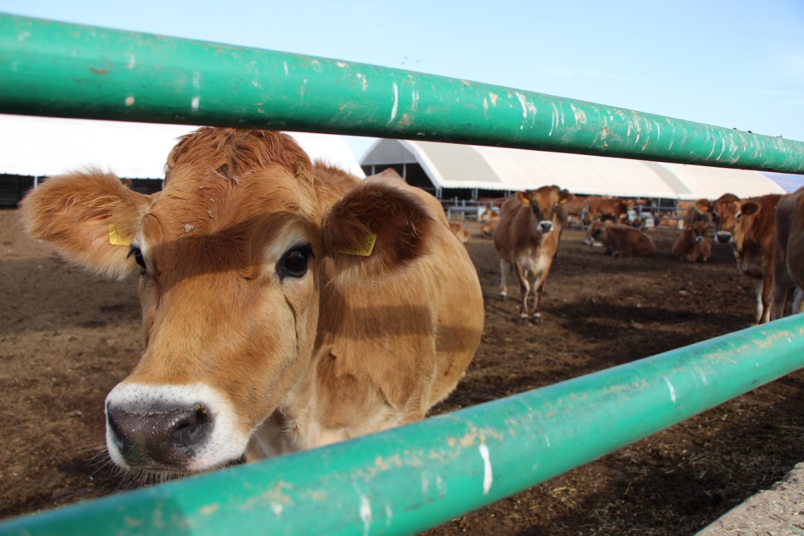 Gökhöyükün süt makinesi jersey inekleri Yediği yemi en çok süte onlar çeviriyor