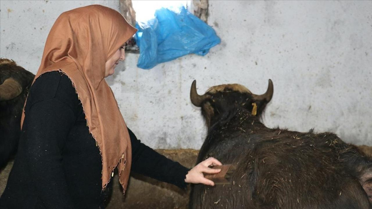 Gelin gittiği Ağrı'da besicilikte örnek oluyor