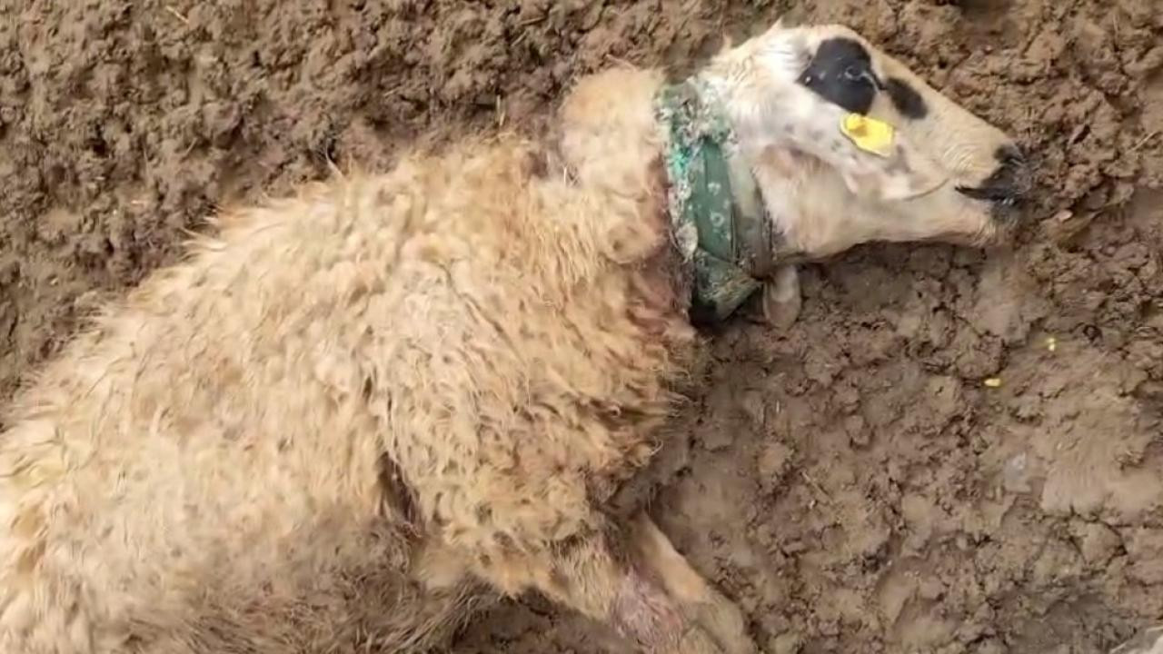 Köpeklerin saldırısına uğrayan 15 koyun telef oldu