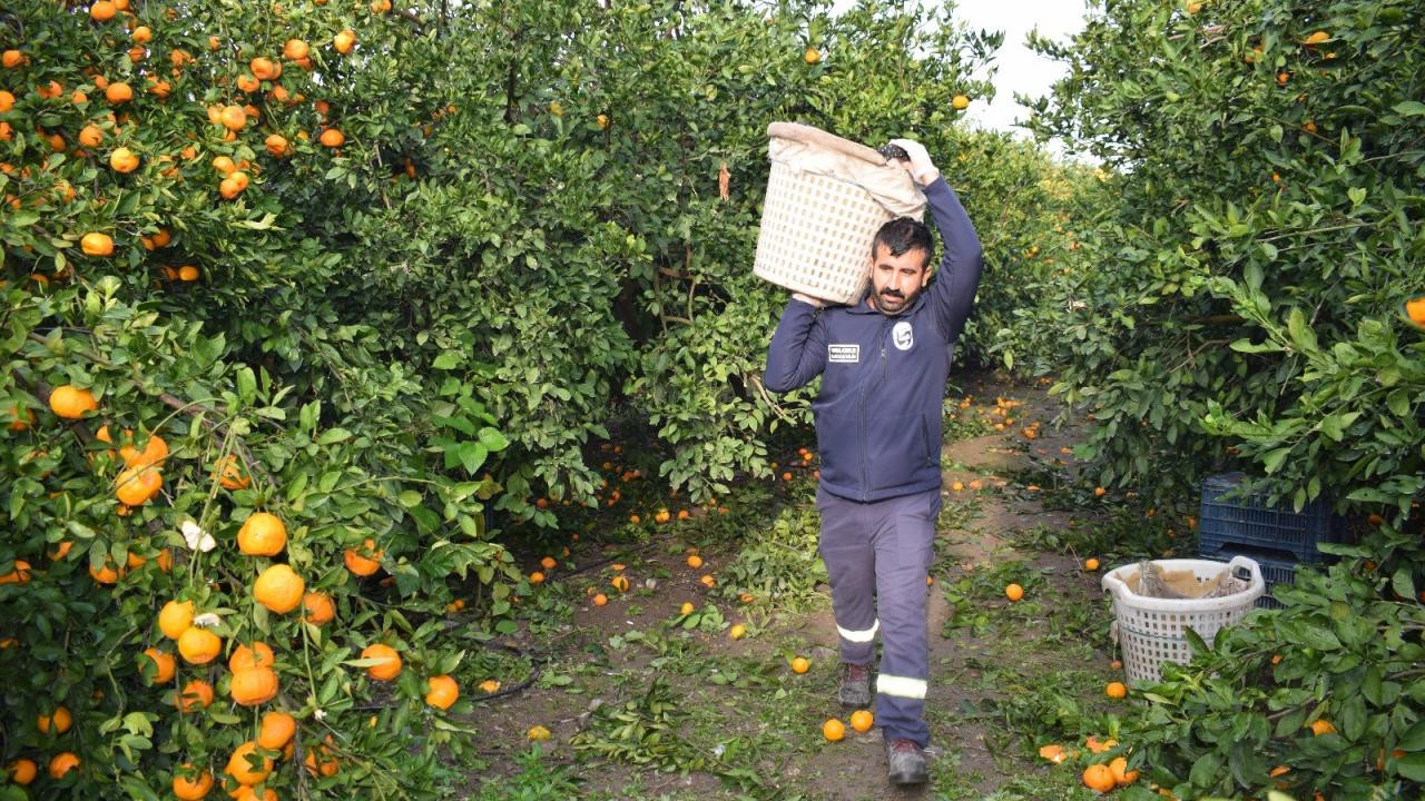 Tarlada çürümek üzereydi! 320 ton mandalina sofralara ulaştı